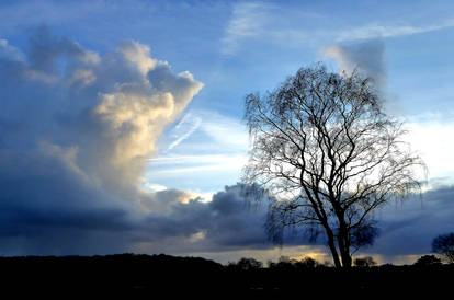 High clouds and tree on the heath
