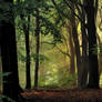 Forest morning magic