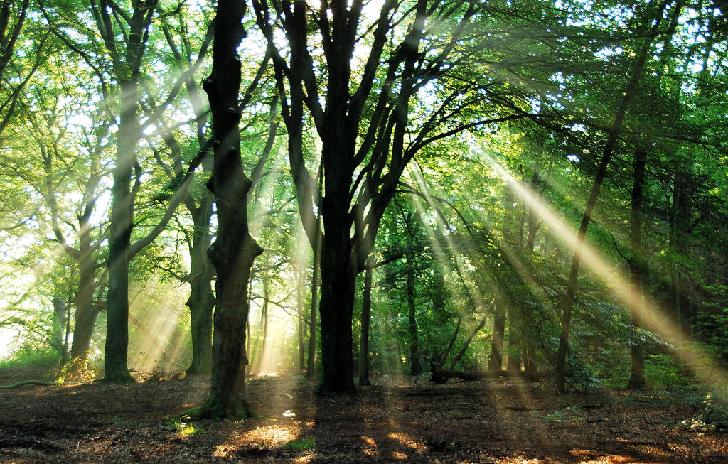 Morning forest light play by jchanders