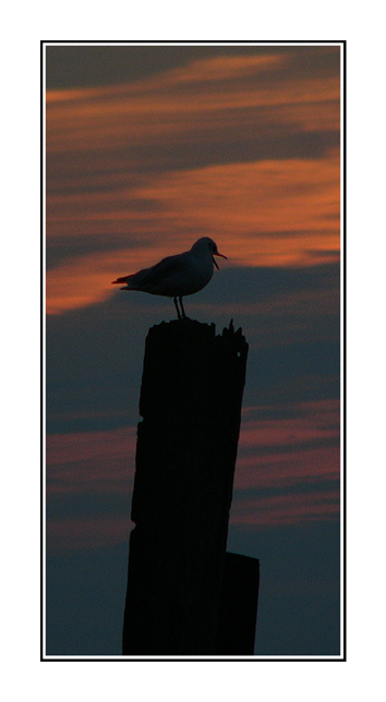 Telling a morning tale