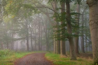 Going into the misty forest