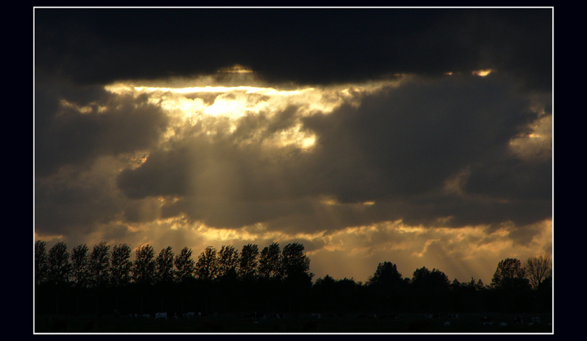 Late sun over Dutch treeline