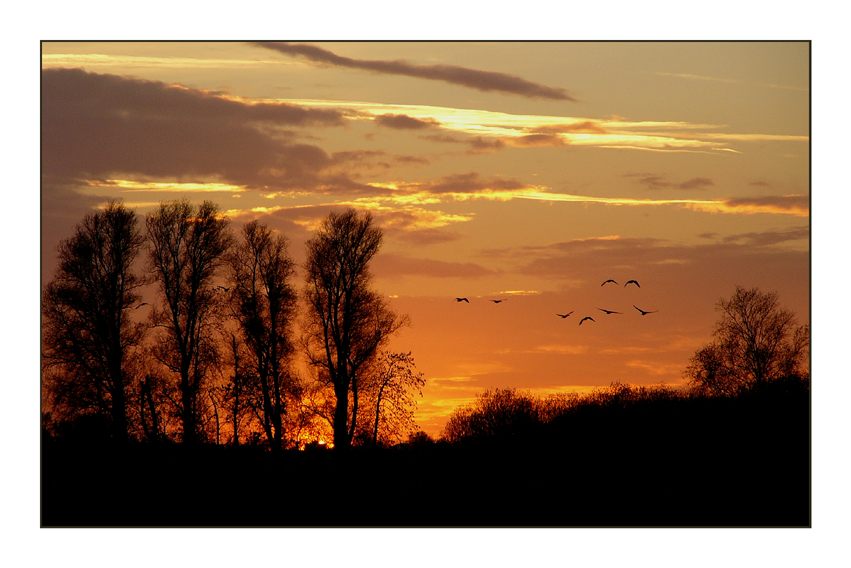 Sunset with geese