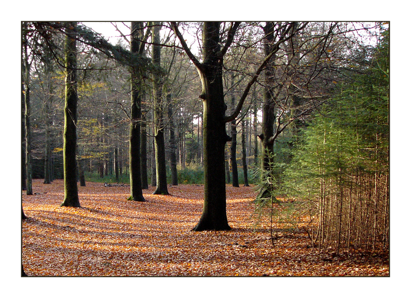 Beech trees in late November