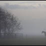 Polderland in winter mist