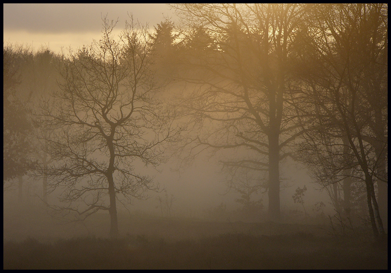 Misty afternoon on the heath