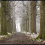 A frosty morning lane