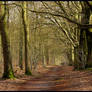 Walking in the March forest