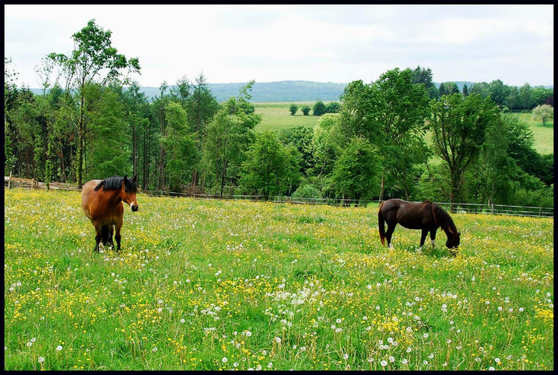 Spring meadow in the Ardennes