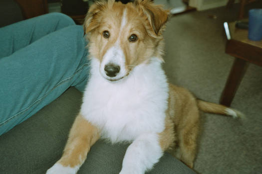 Collie pup