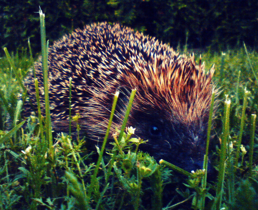 hedgehog