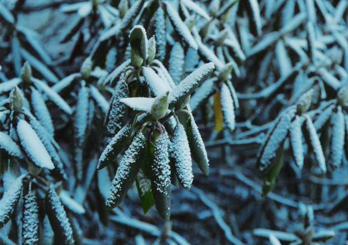 leaves after the freeze