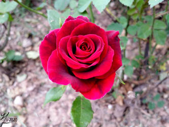 The Lone Red Rose