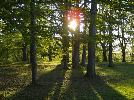 Evening Forest