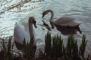 Swans