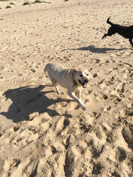 Paws in the Sand