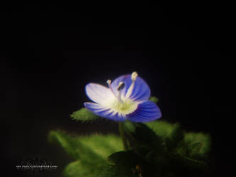 Vacuity I (Veronica Persica)