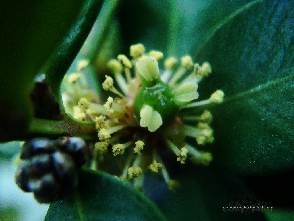 Fireworks IV (Buxus Sempervirens)