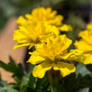 Yellow Marigolds