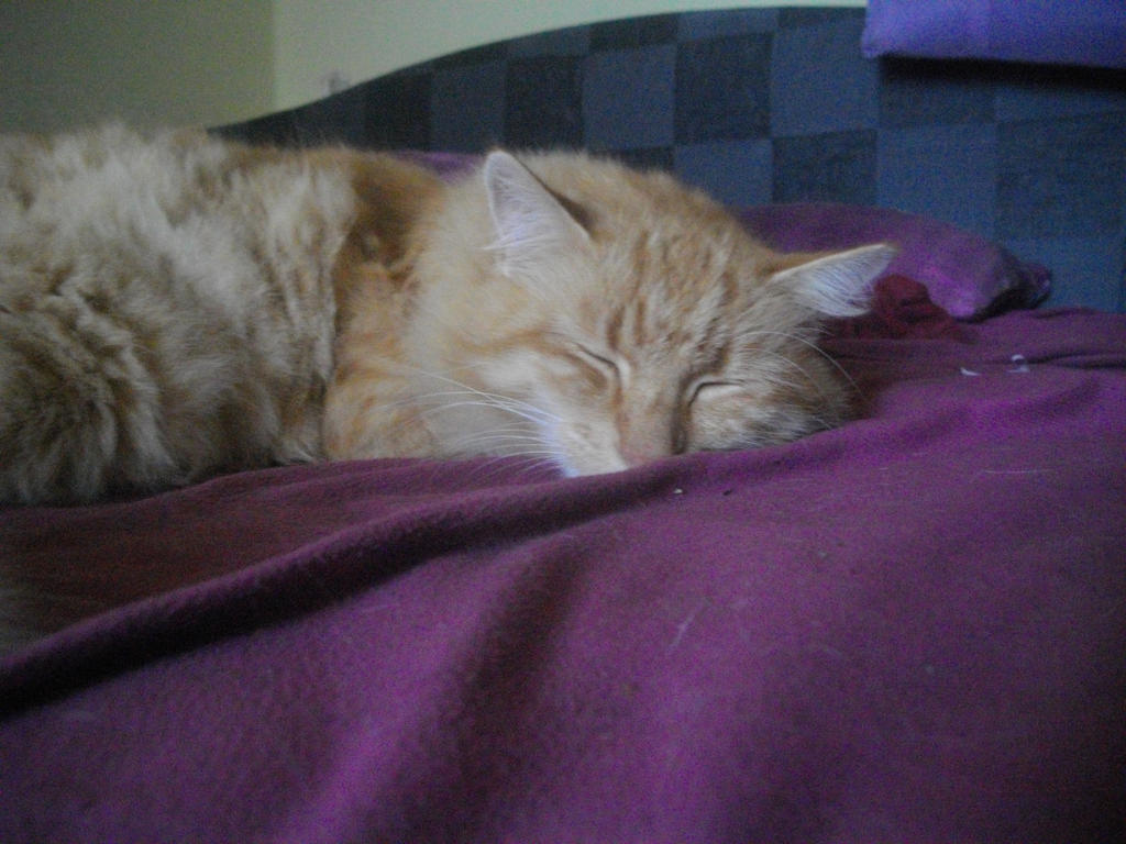 My Cat While Sleeping 2 By HoodedSteph On DeviantArt