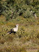 Secretary Bird