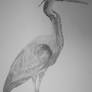 Drawing of a Heron