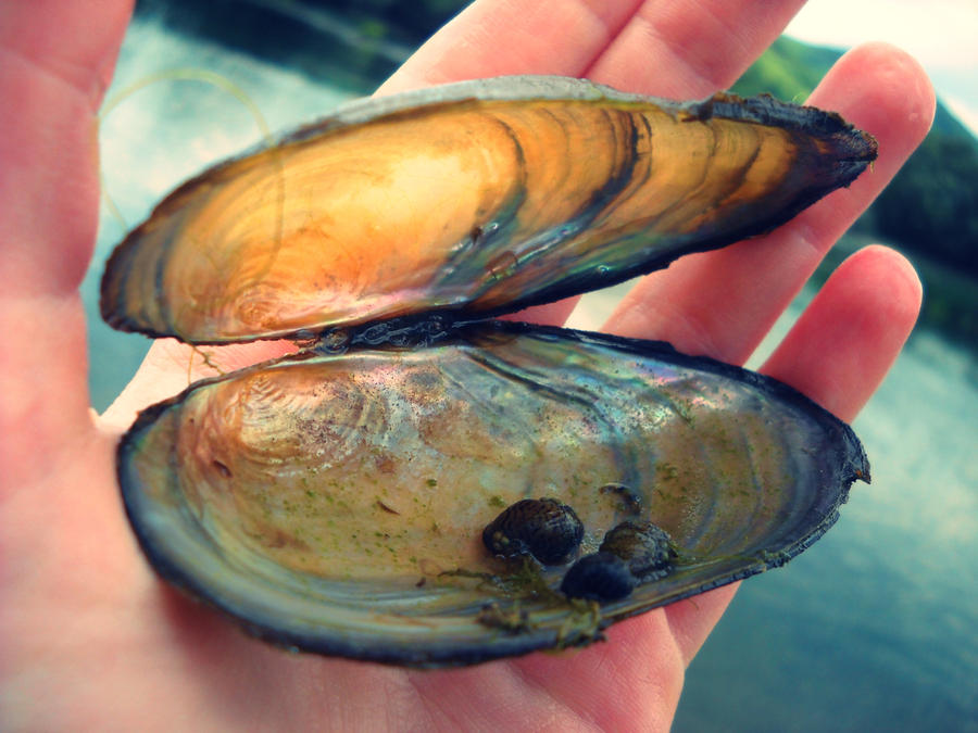 river shell by MixMrak on DeviantArt