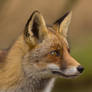 Portrait of a Fox