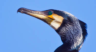 Cormorant Close-up