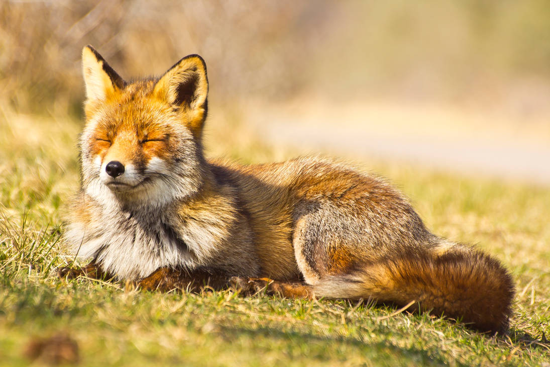 Many fox. Лиса. Лиса на солнце.