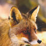 Fox Portrait