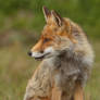 Red Fox