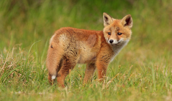 Young Fox