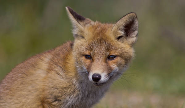 Fox Cub Portrait