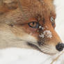 Cold Fox