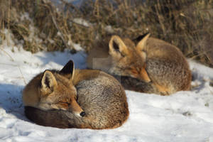 Tired Foxes