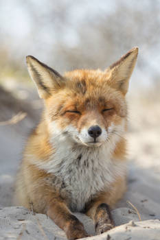 Fox on the Beach