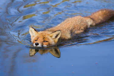 Swimming Fox