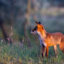 Fox In The Evening