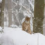 Lynx In Snow Landscape