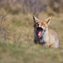 Yawn Fox