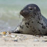 Cute Little Seal