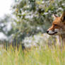 Fox With a Visitor