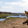 Fox in the landscape