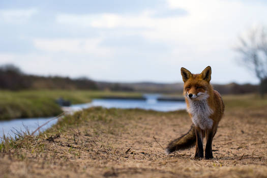 Fox in the landscape