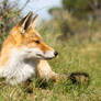 Relaxing Young Fox