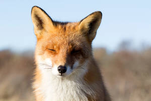 Sunny Fox