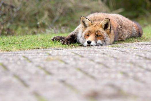 The Lazy Fox