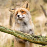 The Cutest Fox Ever
