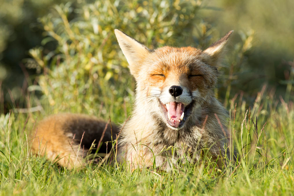 Happy Fox by AngelaLouwe